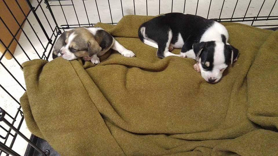 The pups were found wandering on the side of the road.
