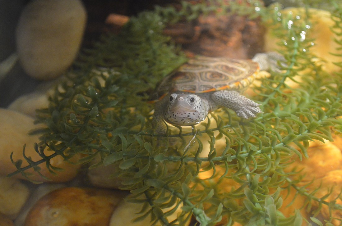 A baby brackish water turtle is among the many baby marine animals displayed at Oh Baby!