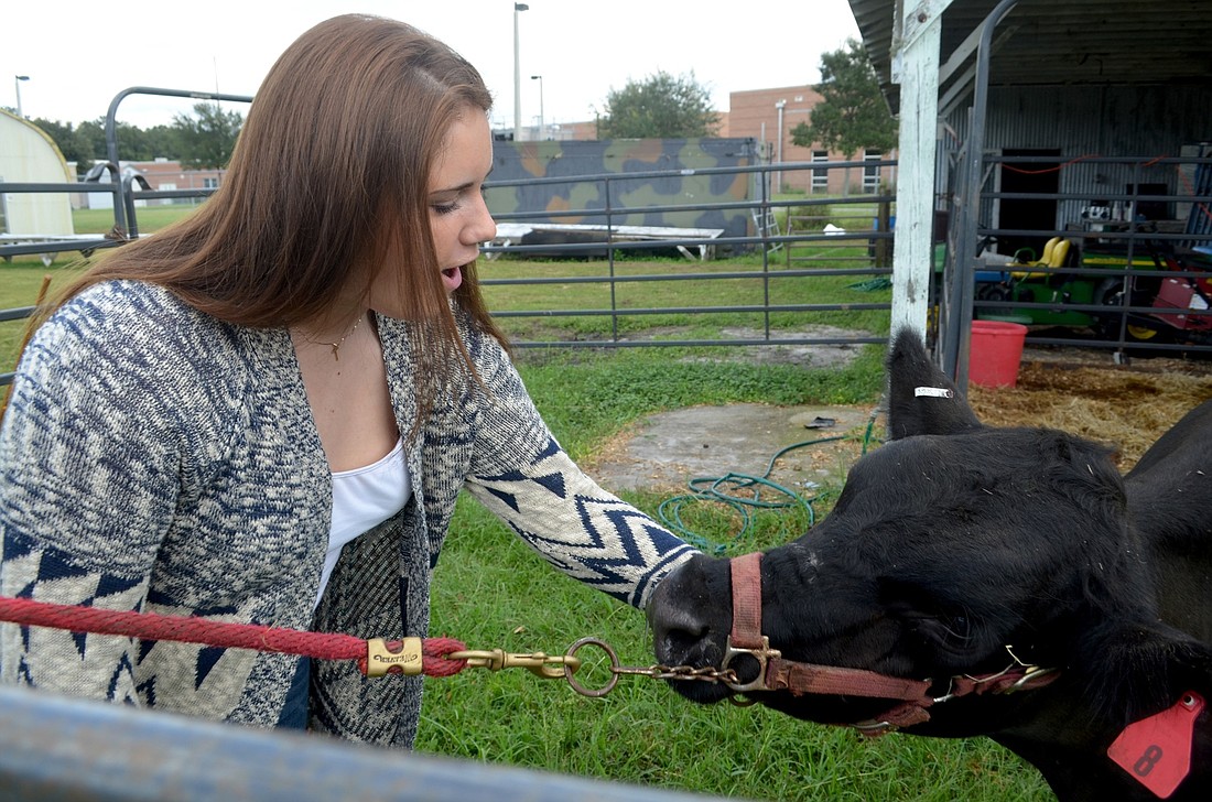Emily Ralston has been passionate about agriculture and animals for three years. She played sports at Braden River High, but was looking for her niche when she joined the Future Famers of America (FFA) group.