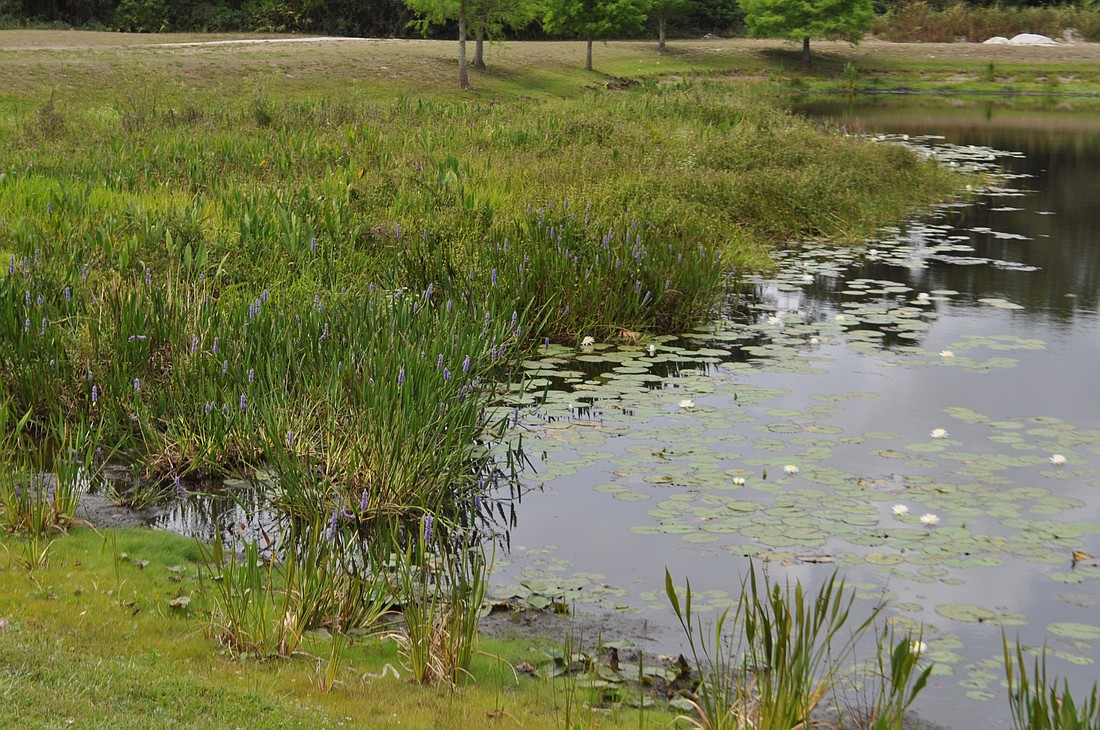 Ponds provide storage for storm water and other runoff. File photo.