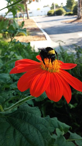 A bee drinks nectar from a Mexican sunflower. Courtesy photo.