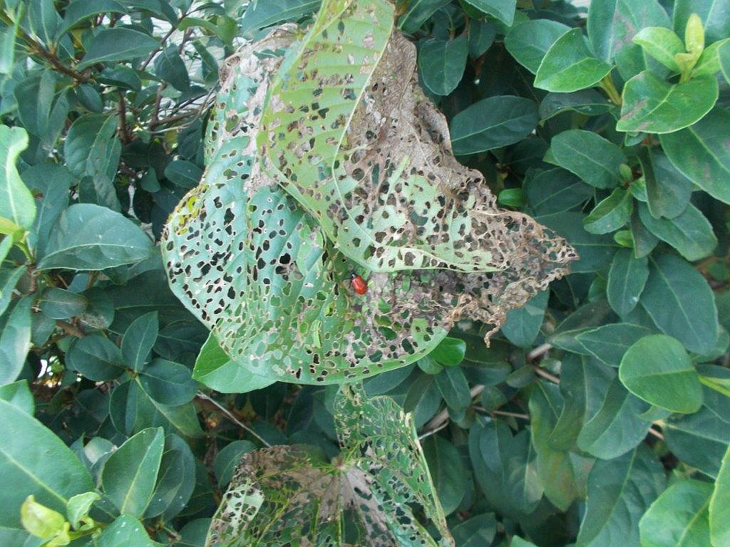 The beetles munch away at the air potato vines, and leave other plants untouched. Photo courtesy Tyree Brown, Rizzetta & Company.