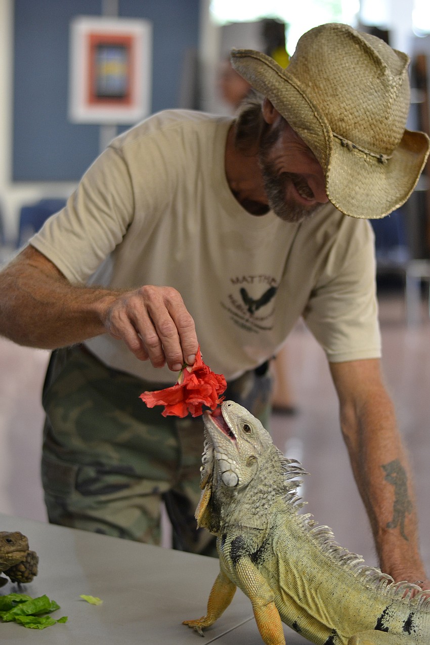 Handler Justin Matthews feeds Causeway the iguana a hibiscus flower.