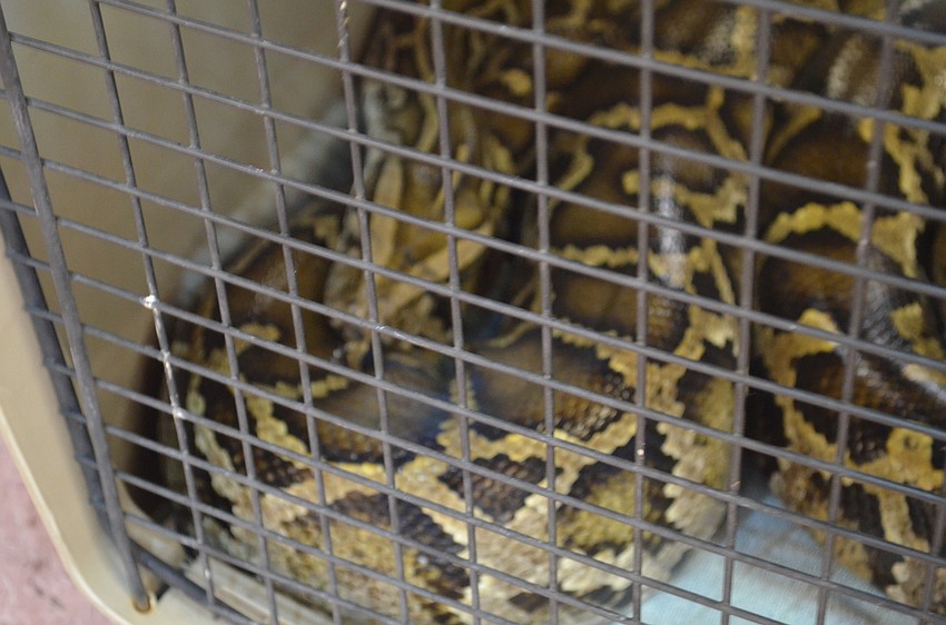 Axel Rose a Burmese python sleeps before the presentation.