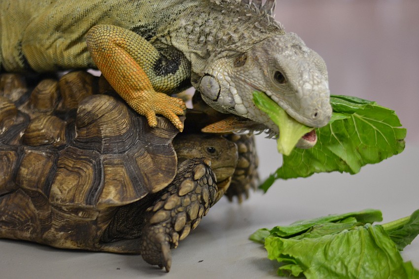 Iguana Causeway bums a ride from friend and tortoise Tammy.