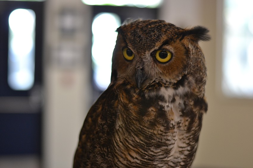 Cosmo is a great horn owl.