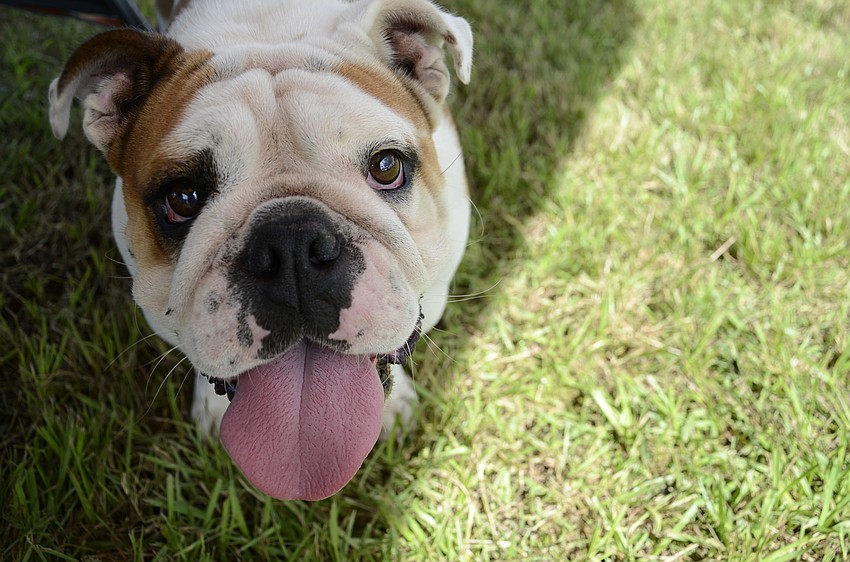 Koko the English bulldog hopes some barbecue drops her way.