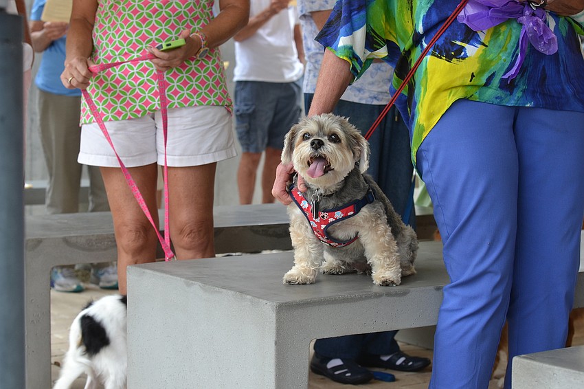 Angie sits patiently during the ceremony at St. Boniface.