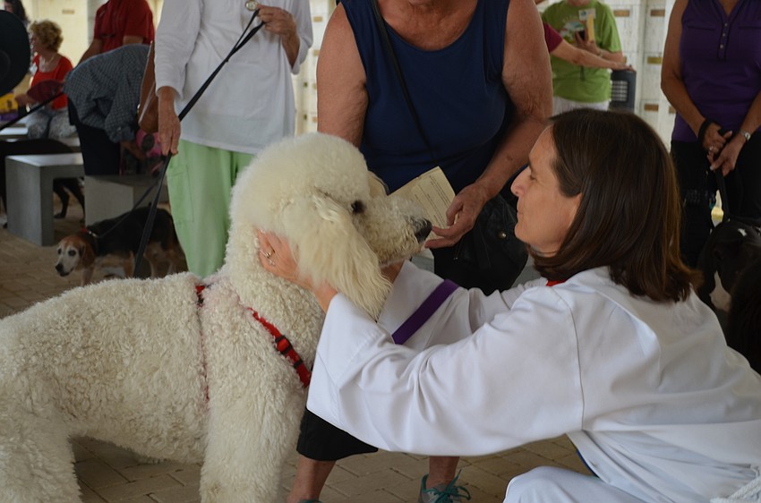 Beau, a poodle, receives a blessing from Andi Taylor at St. Boniface Episcopal Church.