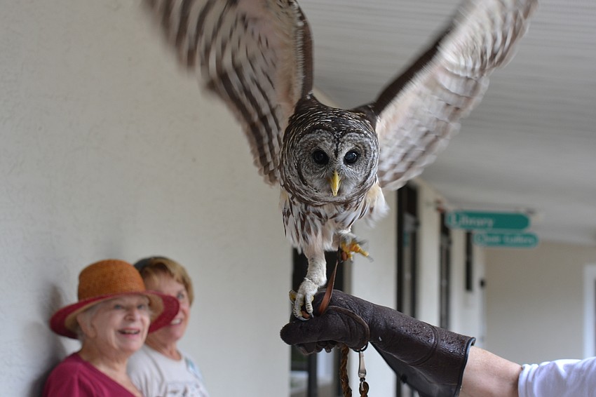 Save our Seabirds brought Nova a Barred owl to the event.