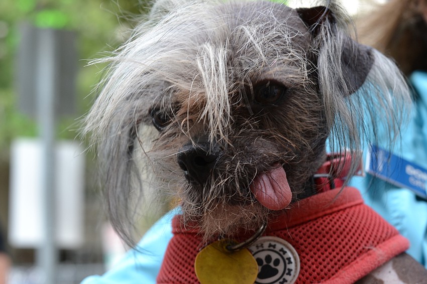 Gizmo is a Chinese crested dog.