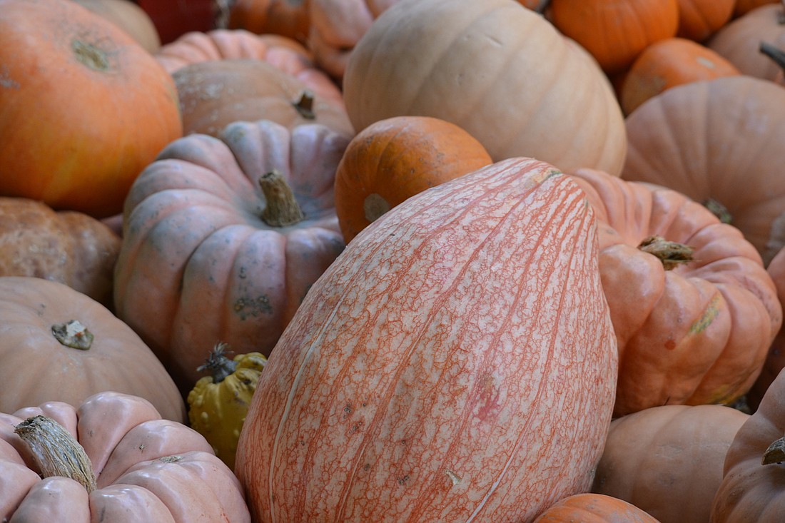 Pumpkins come in all shapes and hues at patches around Sarasota.