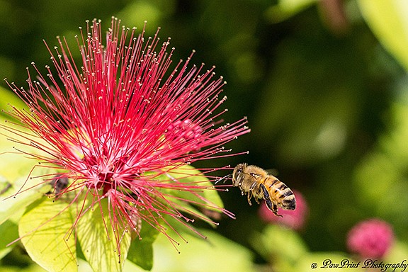 Lynn Flood, of Lakewood Ranch, submitted this photo taken at a botanical garden in Palma Sola.