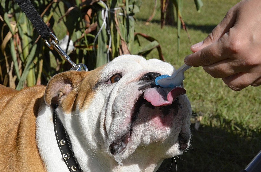 Abraham the English bulldog gets a lick of a snow cone from Tammy Cohen of Parrish before the Buddy walk.
