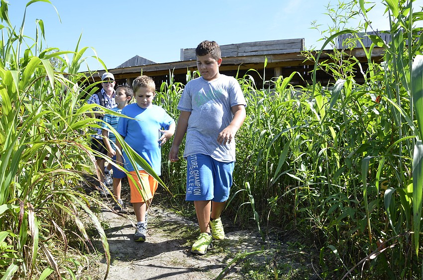 Alon Bennett leads his brothers Nate and Joey and parents Greg and Samantha, Sarasota residents, into the corn maze.