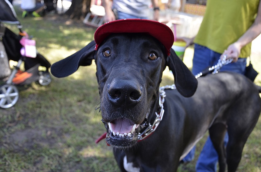 Ernie the Great Dane from Gulfport sports a hat to keep him cool.