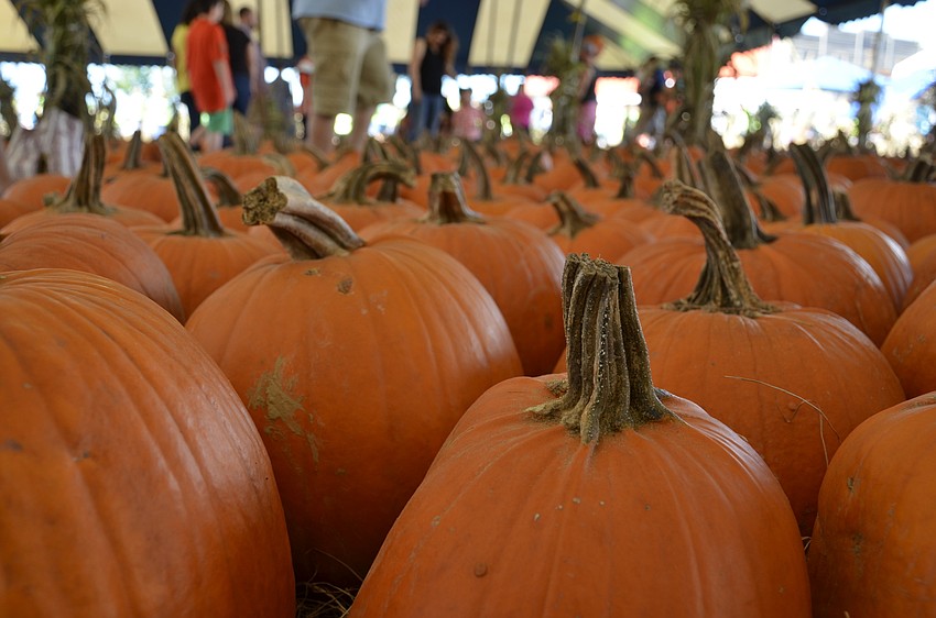 Pumpkins of all shapes and sizes waited for someone to pick them inside the pumpkin tent.