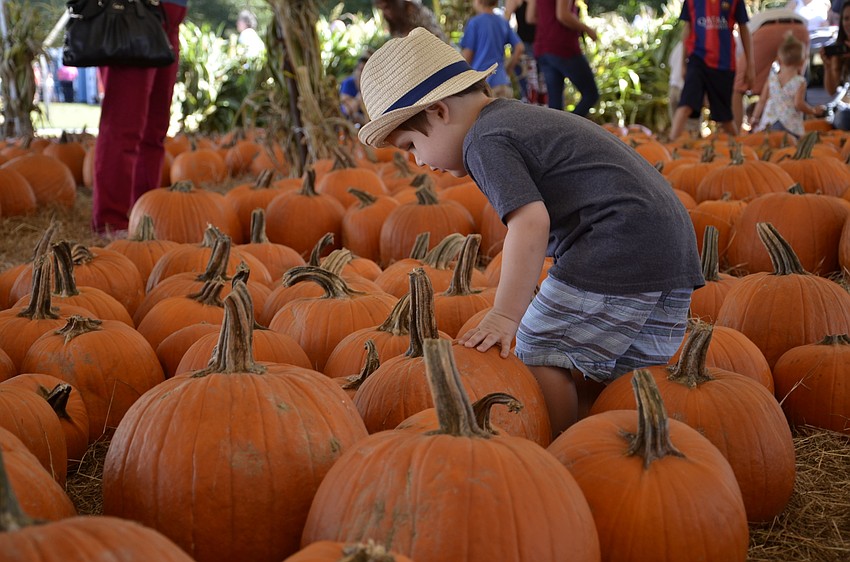 Shane Barrett of Bradenton picks a pumpkin.