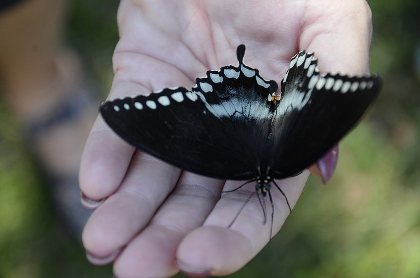 This butterfly took a break before flying away.