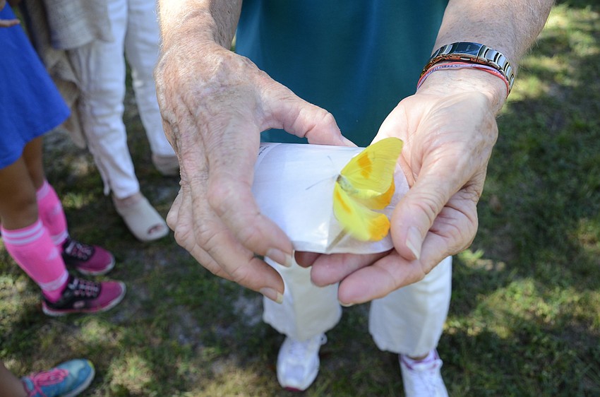 These butterflies were shipped to the Gardeners Out East club. They are kept cooled, and once they warm up, they wake up and fly off.