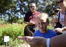 Valerie Stolte watches a butterfly prepare for liftoff.