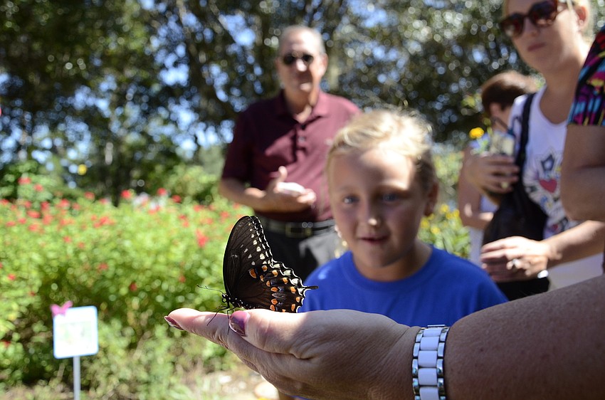 Valerie Stolte watches a butterfly prepare for liftoff.