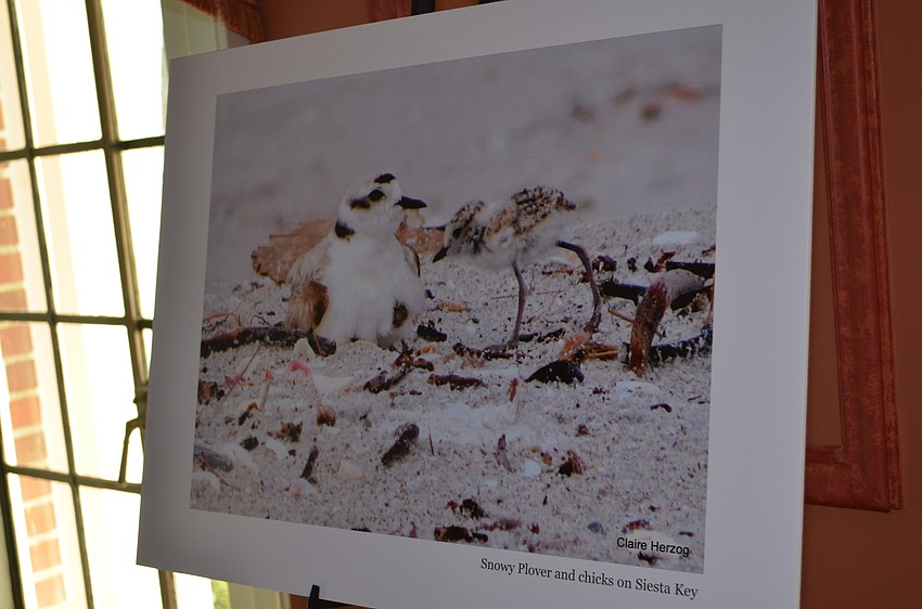 Photos of Snowy Plovers who were able to have a breeding ground this season on Siesta Key thanks to efforts by the Audubon Society.