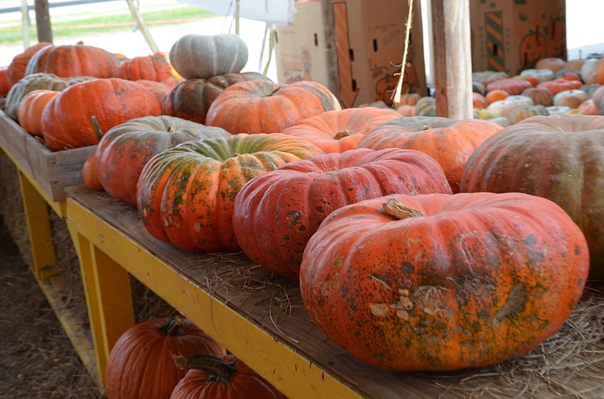 Fruitville Grove also carries heirloom pumpkins.