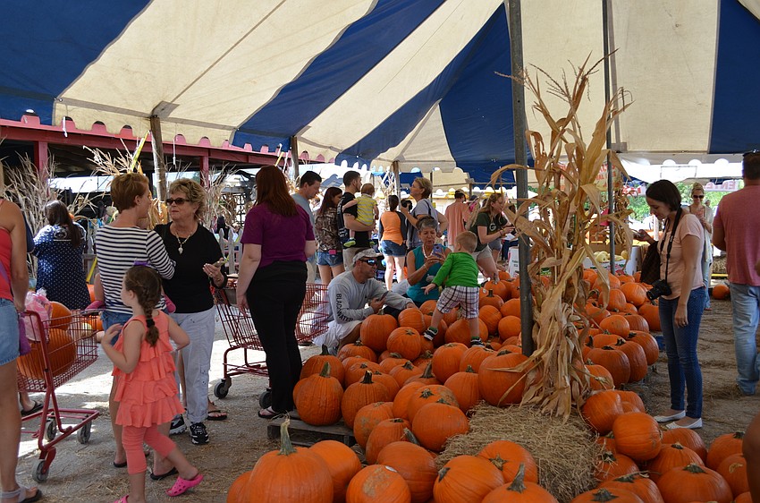 Families gathered at Fruitville Grove to take photos, purchase pumpkins and enjoy a day outdoors.