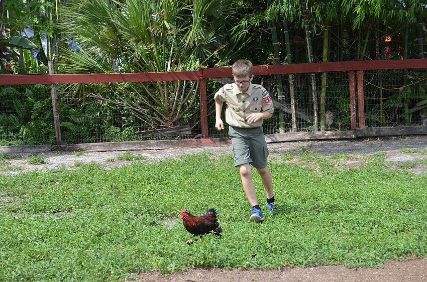 Parker Matthews tries to help capture a rooster that was on the loose.
