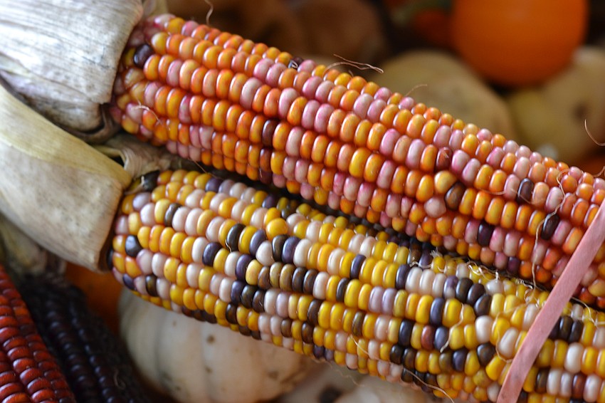 Along with pumpkins, families can also pick up fall produce like theses colorful corn on the cobs.