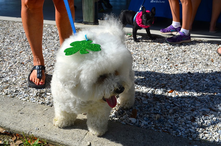 Wylie, a bichon, sports just a little glitter.