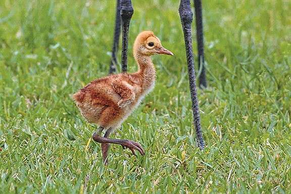 Craig Crawford submitted this photo of a sandhill crane chick at Stoneybrook Golf Club.
