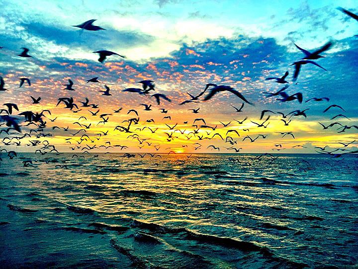 Jennifer Miller submitted this photo of seagulls flying by a Big Pass sunset off of Siesta Key.
