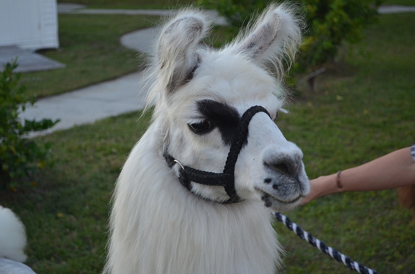 Guests enjoyed petting llamas brought to the campus fundraiser at Easter Seals