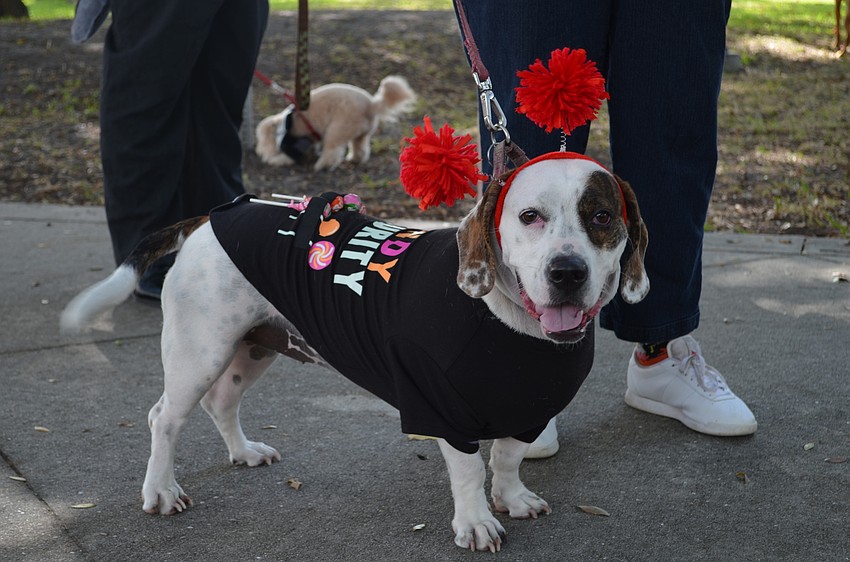 Lulu made sure all candy was accounted for as a candy security guard.