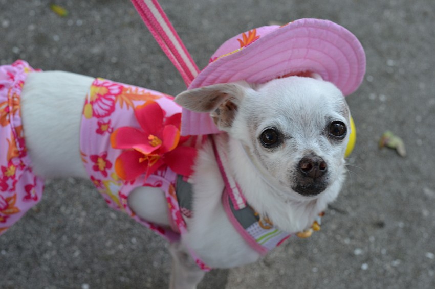 Noodle, a chihuahua dressed as a beach goer.