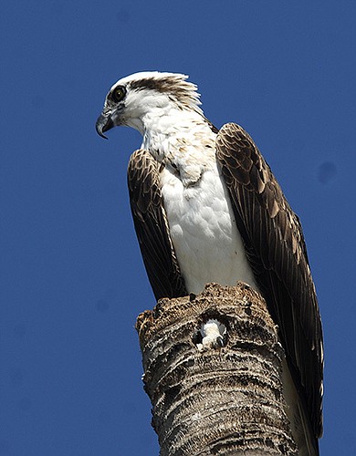 Niki Muller submitted this photo of an osprey on Longboat Key.