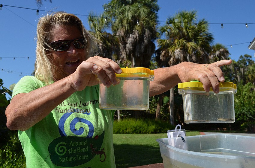 Shawn Carper of Around the Bend Nature Tours shows off the baby blue crabs and comb jellies.