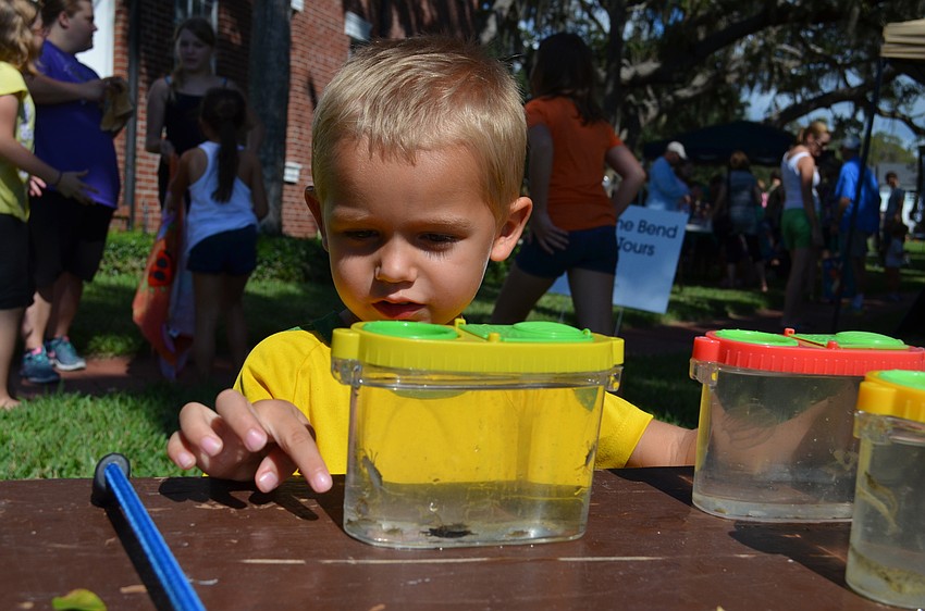 Olive Long investigates some of the critters that were floating in Little Sarasota Bay.