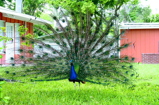While you were away, the 150 peacocks in Longbeach Village didnâ€™t leave town.