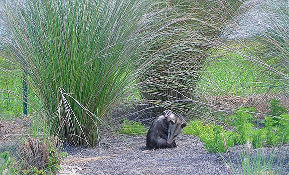 Lesli Johnson, of Lakewood Ranch, submitted this photo of an opossum with a baby on its head.