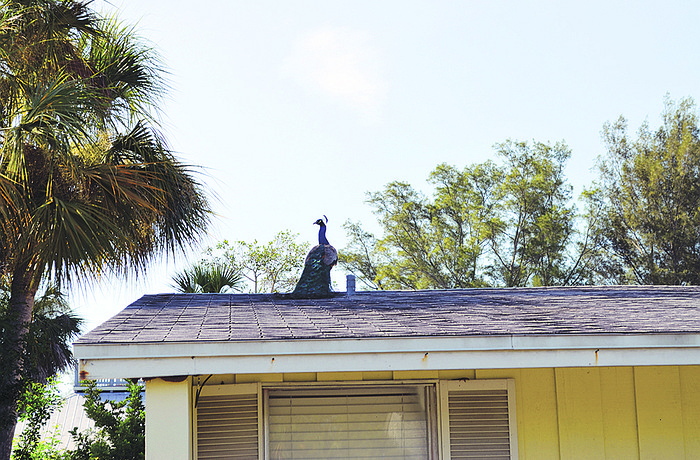 Longbeach Village peacocks that evade trappers will be shot with a tranquilizer dart.