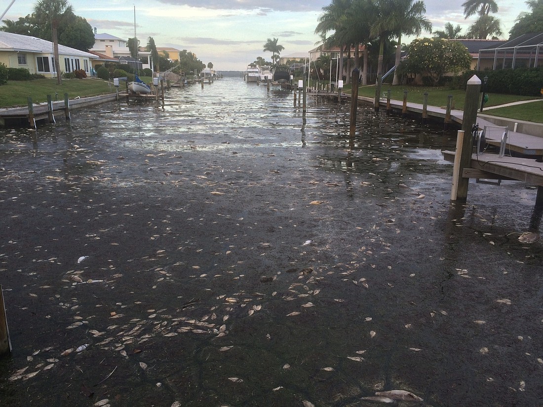 Town Manager Dave Bullock blames strong easterly winds for the arrival of thousands of dead fish floating in Key canals.