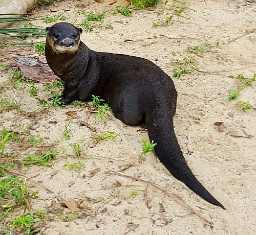This North American river otter, found in Melbourne, will be one of the otters featured at â€œOtters & Their Waters.â€ Credit: Tracy Frampton, of Florida Wildlife Hospital