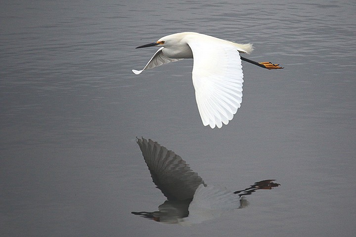 John Smith submitted this photo of a snowy egret and its reflection as it glides inches above a lake in Bradenton.