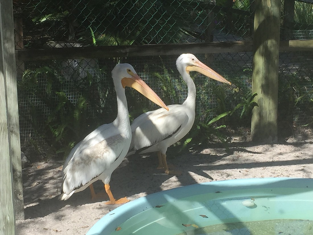 The two white pelicans were sent to Save Our Seabirds for rehabilitation from sanctuaries in Illinois and Wisconsin.