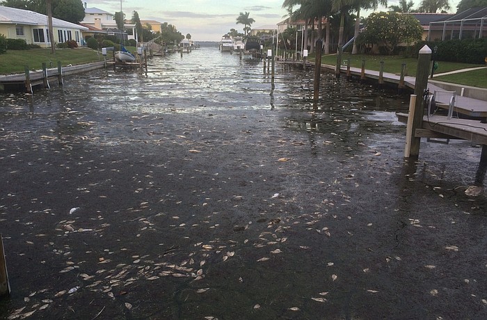 Town Manager Dave Bullock blames strong easterly winds for the arrival of thousands of dead fish floating in Key canals.