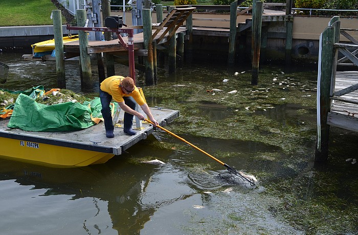 A debris contractor cleans Country Club Shores canals Nov. 20,, scooping up dead fish and depositing them at Bayfront Park for transport to a Bradenton landfill.