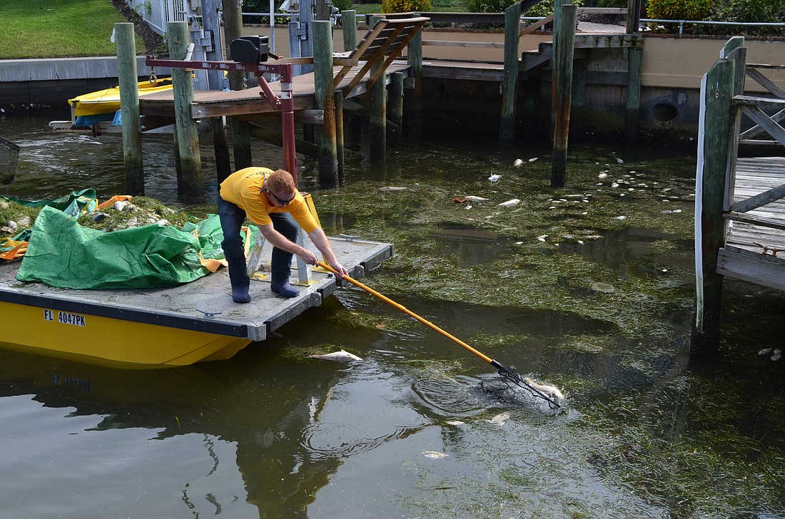 A debris contractor cleans Country Club Shores canals Nov. 20,, scooping up dead fish and depositing them at Bayfront Park for transport to a Bradenton landfill.